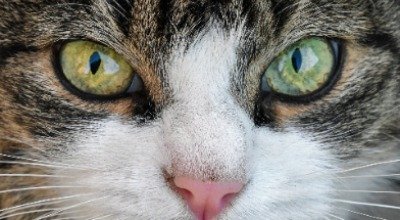 Wenn bei Deiner Katze das Auge tränt – Ursachen und Behandlung
