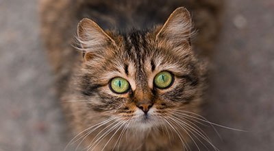 Augenkrankheiten bei der Katze – viele Ursachen sind möglich