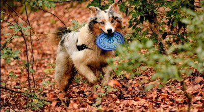 Der Australian Shepherd: Bunter Hund für Sportsfreunde