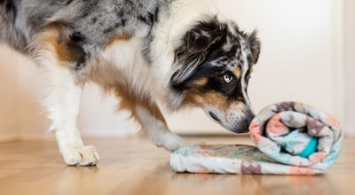 Tipps zum Thema Indoor Beschäftigung für Hunde