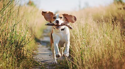 Borreliose beim Hund: Informationen über Symptome, Verlauf und Maßnahmen