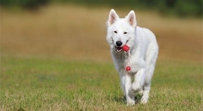 Niereninsuffizienz beim Hund: Was Du als Hundebesitzer beachten solltest