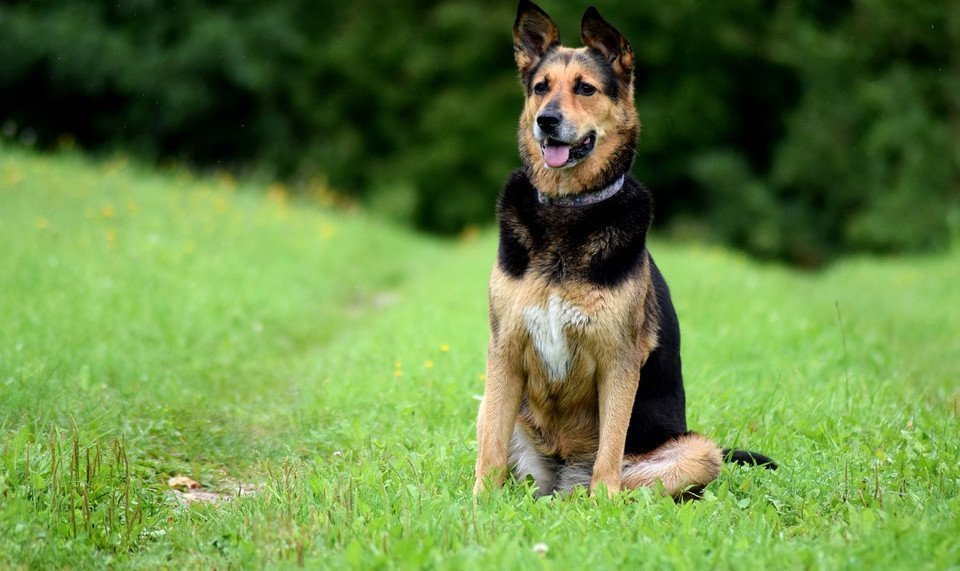 Patellaluxation beim Hund Symptome, Ursachen &amp; Behandlung