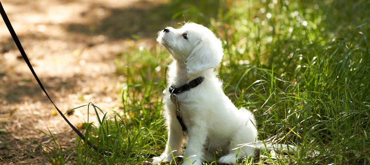 Gassi Gehen So Ist Die Tägliche Runde Gesund Für Hund