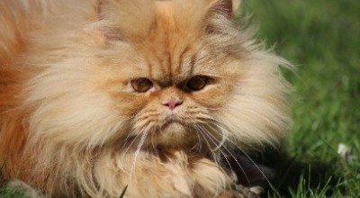Haarballen bei Katzen: Das können Sie tun, wenn Ihre Katze Haarballen erbricht