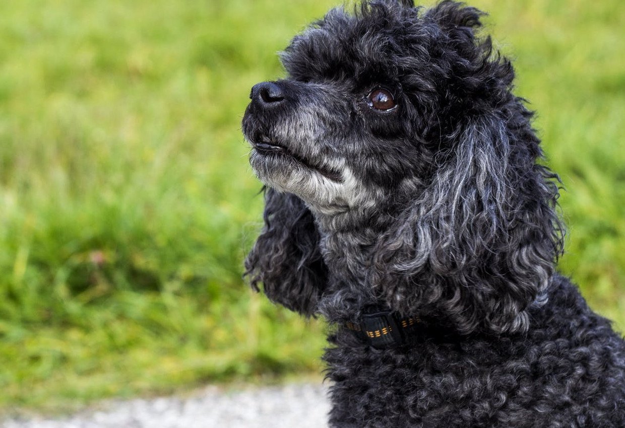 Katze Bild Hund Oder Katze Vor Und Nachteile