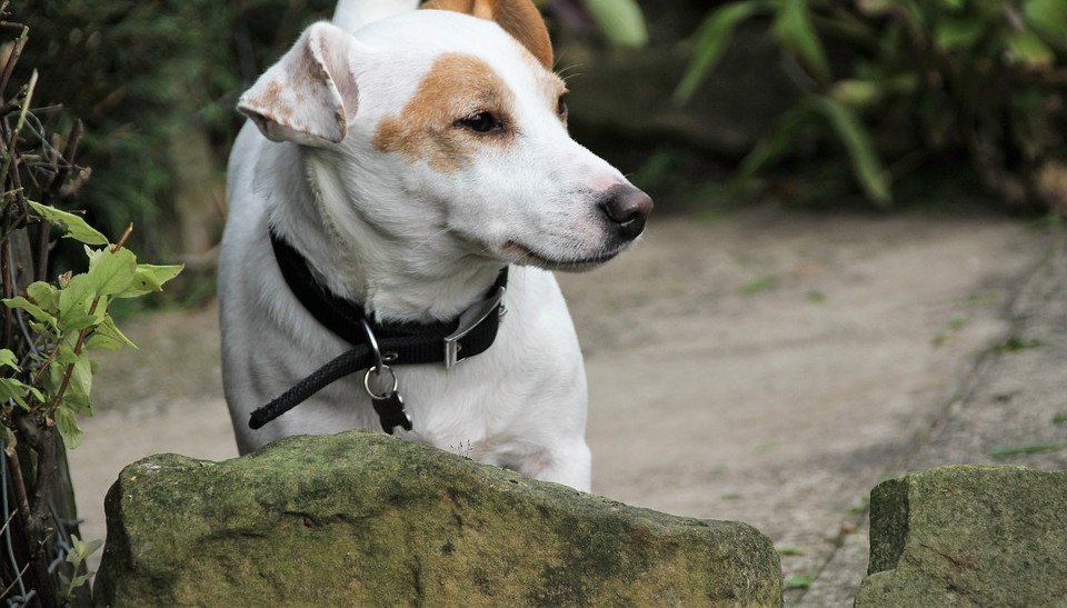 Symptome zeckenbiss hund Borreliose bei Hunden. 20200424