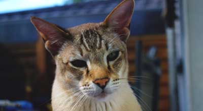 Ihre Katze Trinkt Nicht Welche Gründe Stecken Dahinter