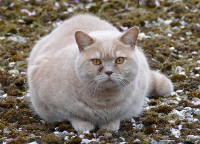 Ihre Katze Trinkt Sehr Viel Das Könnten Mögliche Ursachen Sein