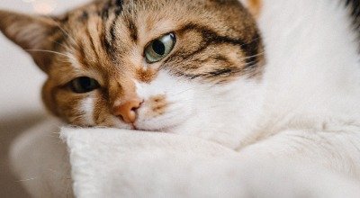 Wenn ein Freund stirbt: die Trauer einer Katze