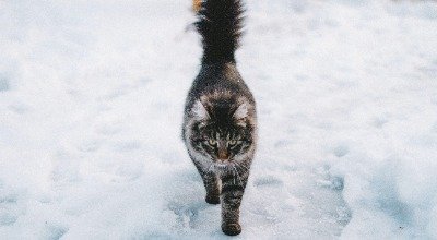 Katze im Winter: So schützt Du Deinen Freigänger in der kalten Jahreszeit
