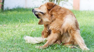 Ohrenentzündung beim Hund: Hausmittel oder gleich zum Tierarzt? 