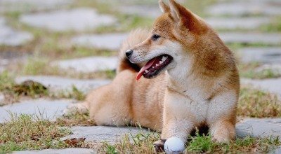 Shiba Inu: Ein Profil der eigensinnigen, kinderlieben Hunderasse