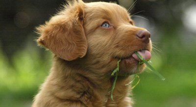 Kotfressen beim Hund: Koprophagie und ihre Ursachen
