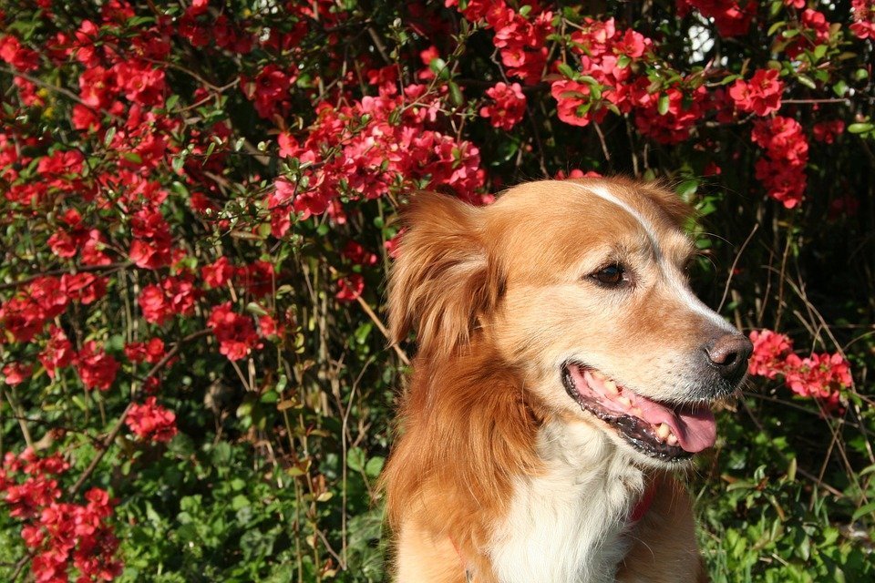 Borreliose beim Hund Informationen über Symptome, Verlauf und Maßnahmen