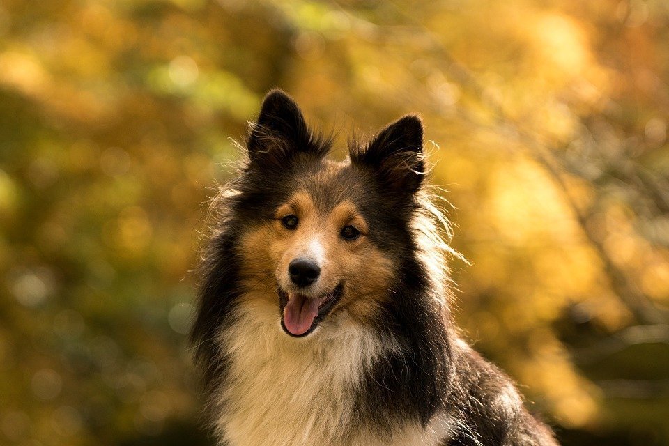 Gesunde Gelenke Und Knochen Beim Hund