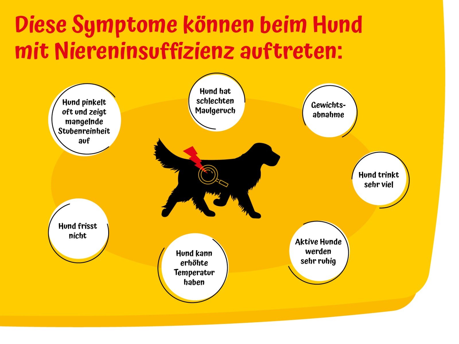 Niereninsuffizienz beim Hund Alles, was wichtig ist!