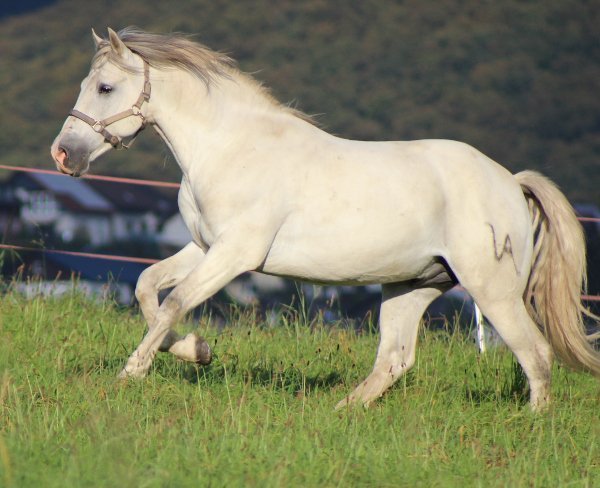 weißes Pferd rennt auf einer Koppel