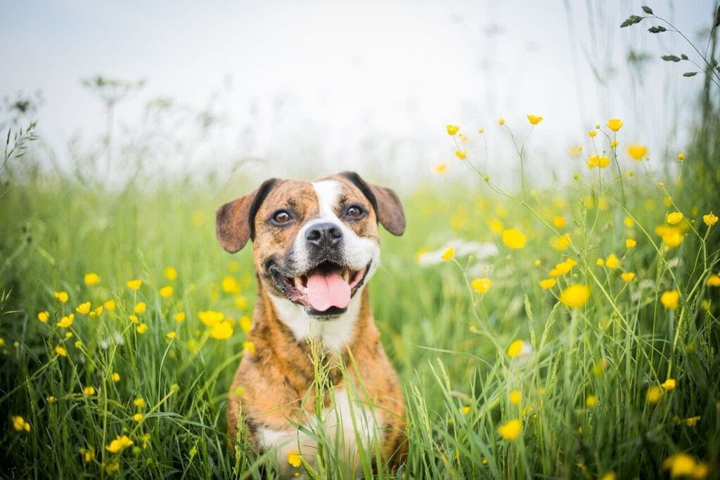 Borreliose beim Hund Informationen über Symptome, Verlauf und Maßnahmen