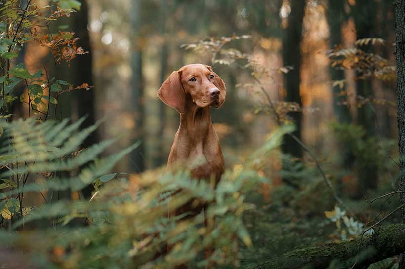 Magyar Vizsla im Wald