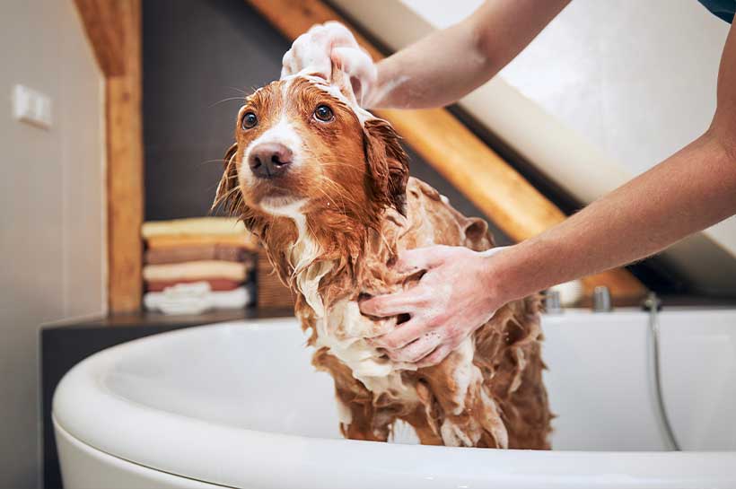 Hund stehend in Badewanne