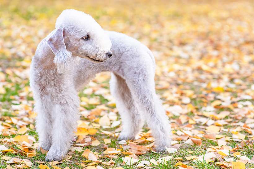 Bedlington Terrier steht auf einer Wiese mit Herbstlaub.