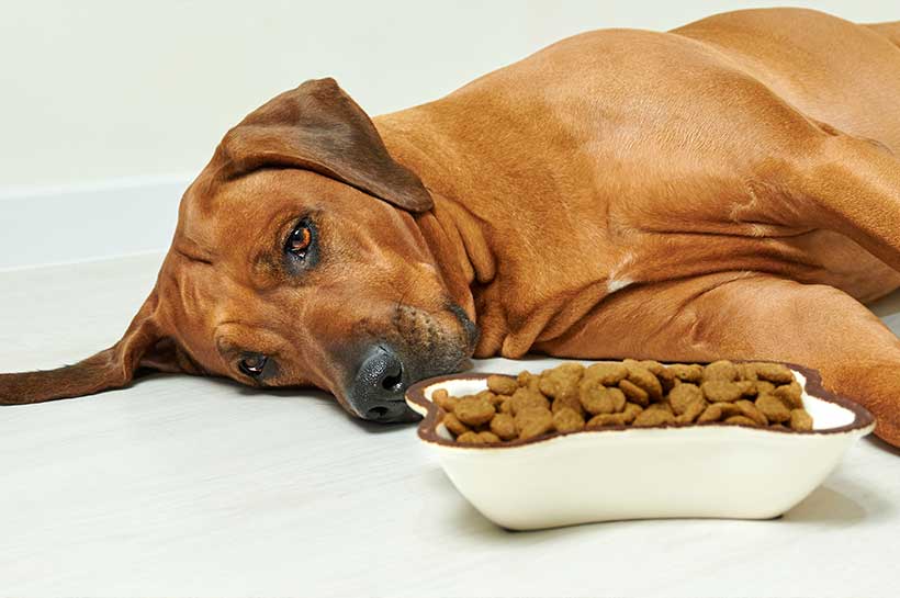 Großer, dunkelbrauner Hund liegt auf der Seite neben einer Schüssel mit Trocken-Hundefutter.