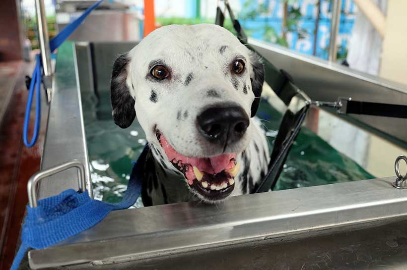 Unterwassertraining baut schonend Muskeln beim Hund auf