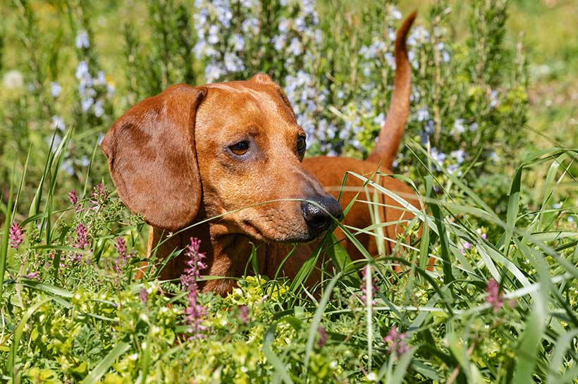 Übergewichtiger Hund kann Bandscheibenvorfall bekommen