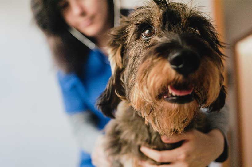 Hund mit Bandscheibenvorfall muss zum Tierarzt