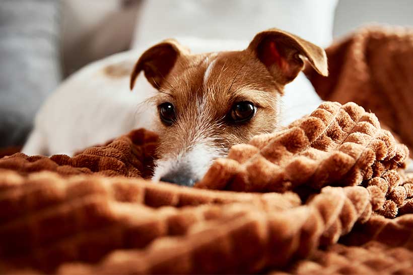 Jack Russel eingekuschelt in Decke