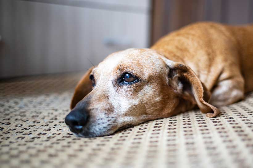 Hund liegt auf dem Boden und wirkt depressiv