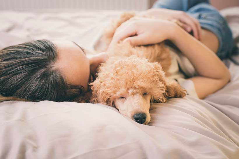 Mensch liegt mit Pudel kuschelnd im Bett 