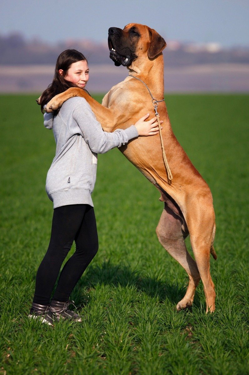 Deutsche Dogge Ein Familienhund Mit Sanftem Wesen