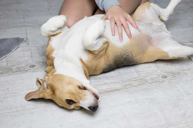 Hund liegt auf dem Boden und lässt sich abtasten