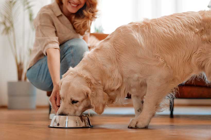 Golden Retriever wird aus Napf gefüttert