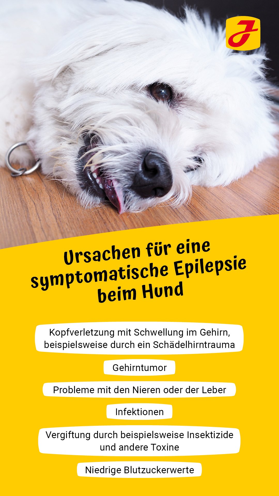 Epilepsie beim Hund ➔ was bedeutet das für Ihre Fellnase?