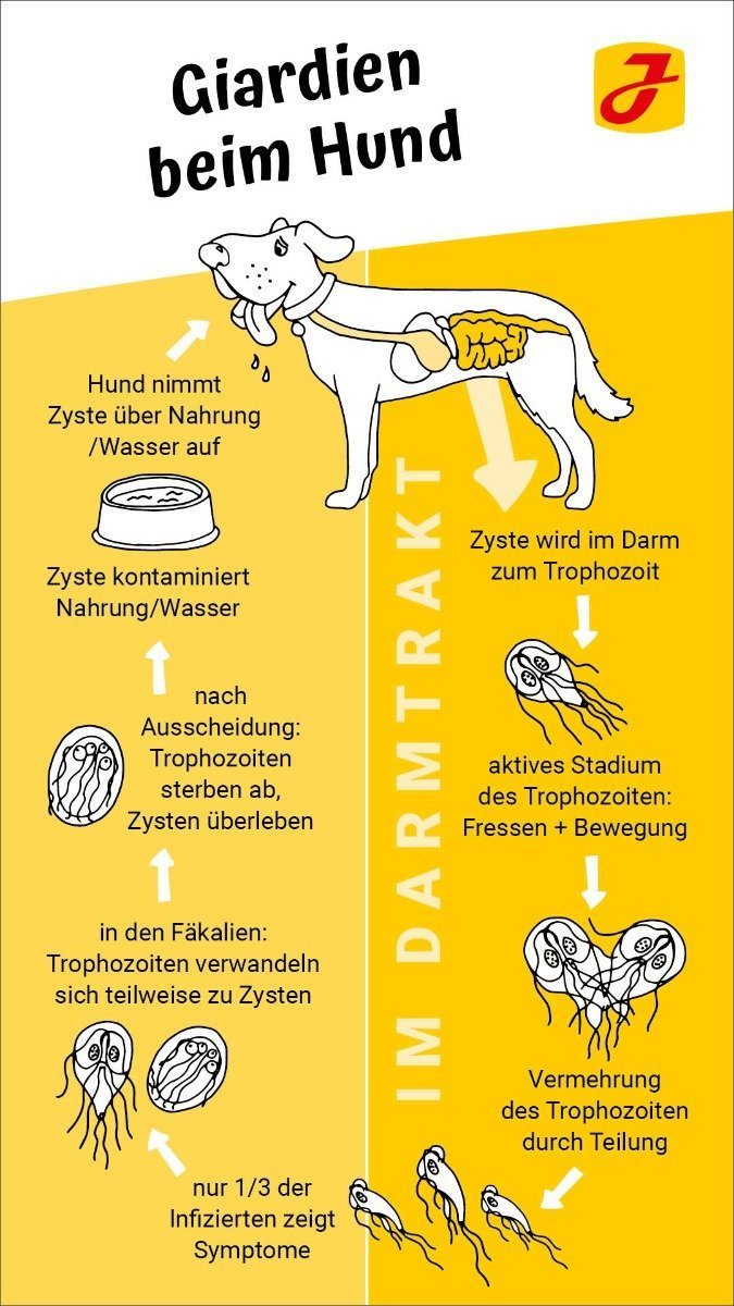 Parasiten Hund Giardien Symptome Pin auf Parasiten beim Hund