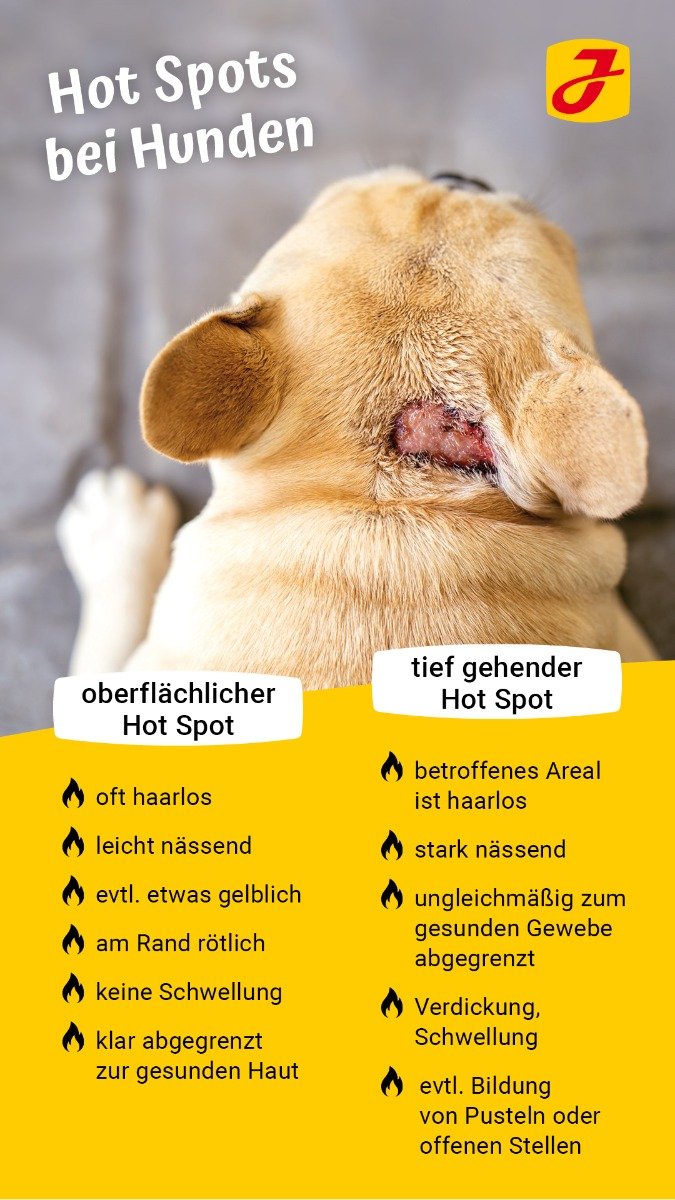 Ohrenentzündung Beim Hund Hausmittel Captions Trend Today