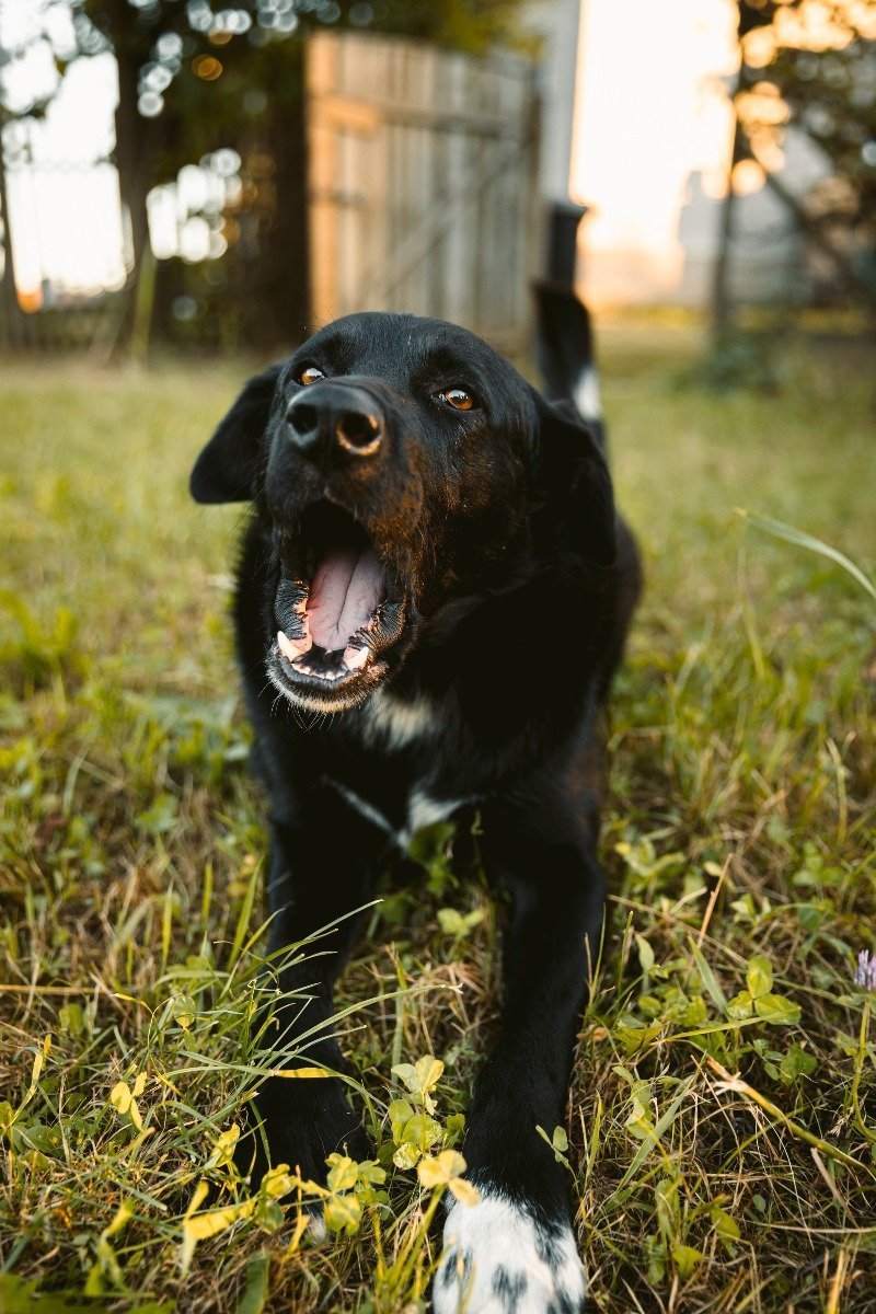 Hund Hat Plötzlich Schwarzes Zahnfleisch Quotes Trend