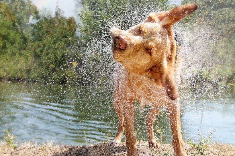 Hund im Wasser: dem schwimmen