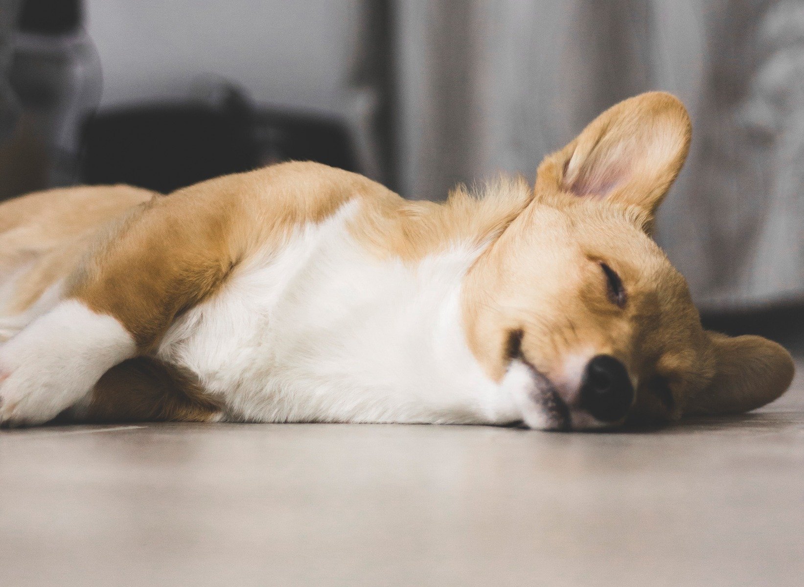 Hund Atmet Laut Beim Schlafen Captions Lovely