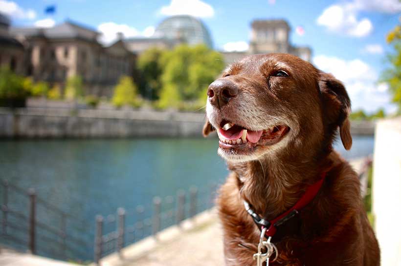 Ein brauner Hund sitzt am Ufer der Spree in Berlin, im Hintergrund das Regierungsviertel.