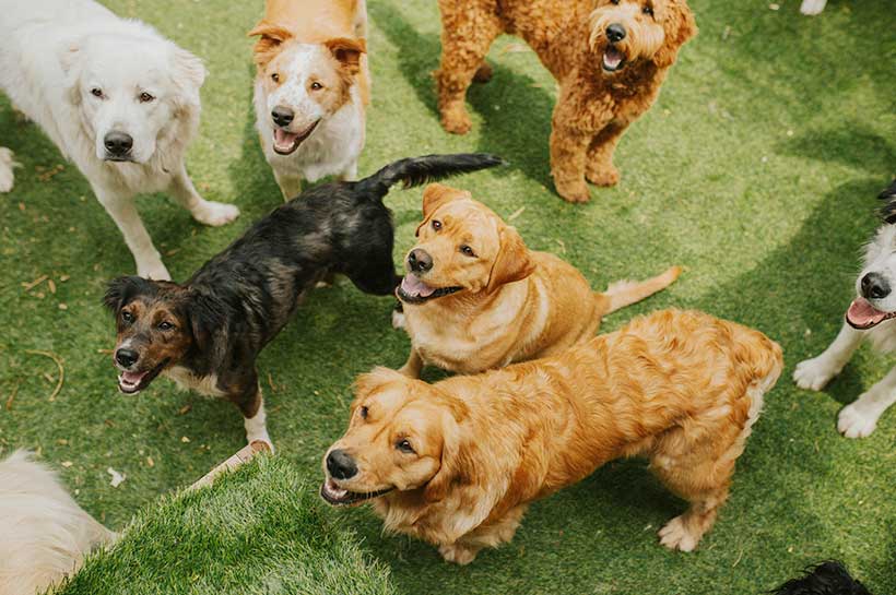 Unterschiedliche Hunde treffen auf einer Hundespielwiese zusammen.