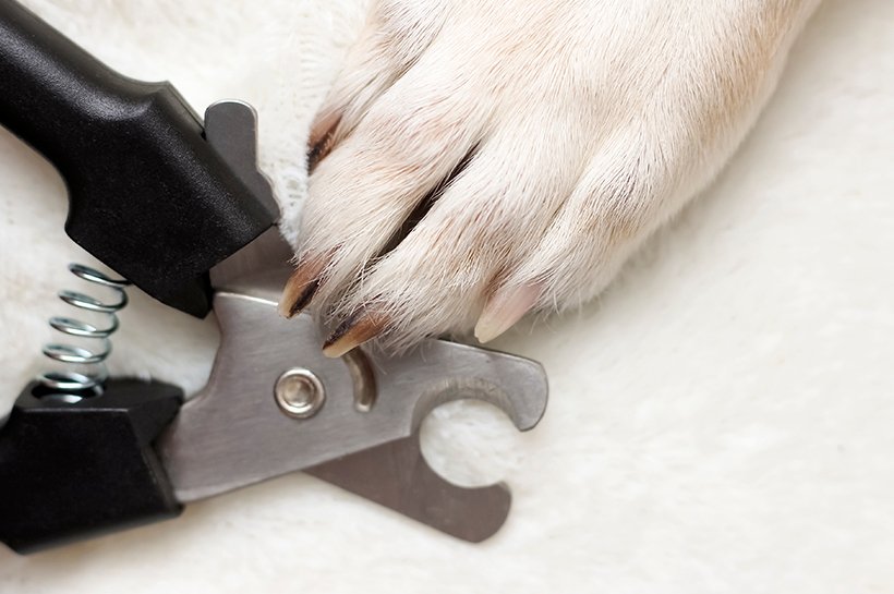 Krallen schneiden bei Hunden ▻ Tipps und Anleitung