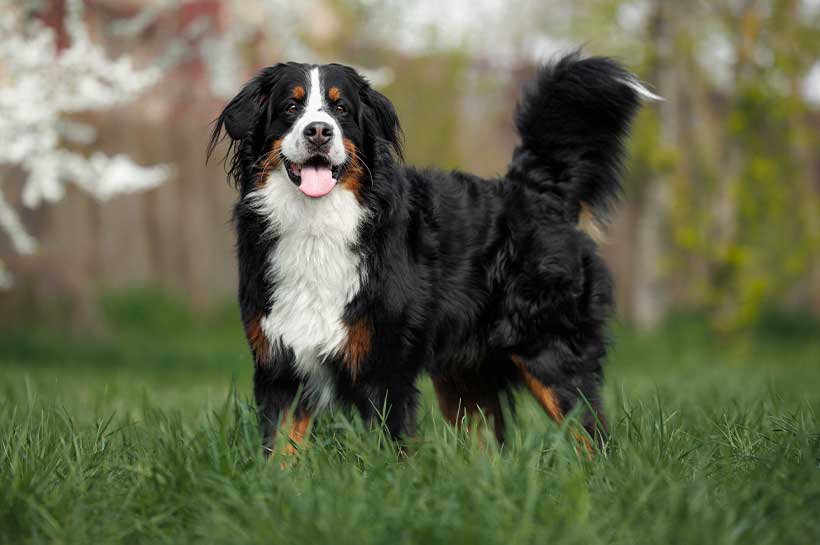 Berner Sennenhund steht in der Wiese