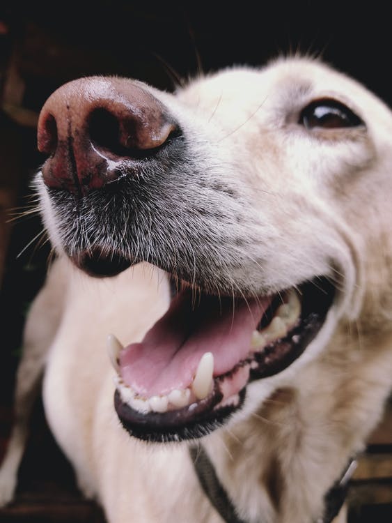 Magendrehung beim Hund Informationen &amp; Tipps