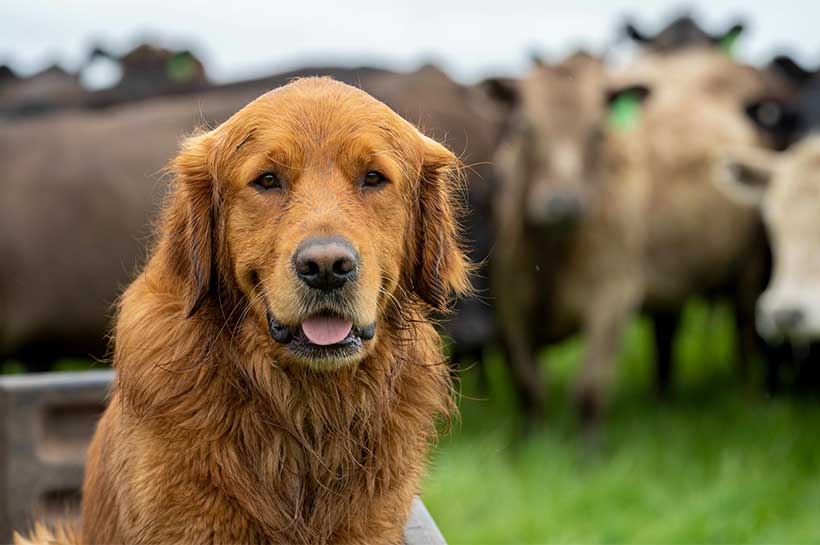 Golden Retriever vor Rinderherde