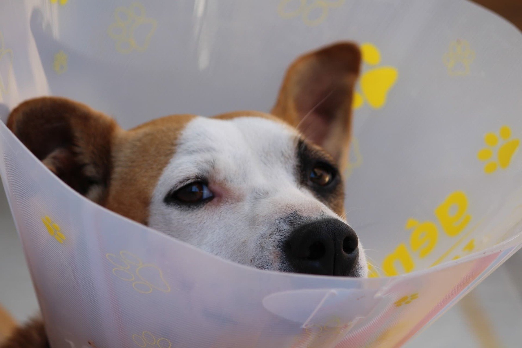 Ohrenentzündung beim Hund Hausmittel oder schnell zum Tierarzt?