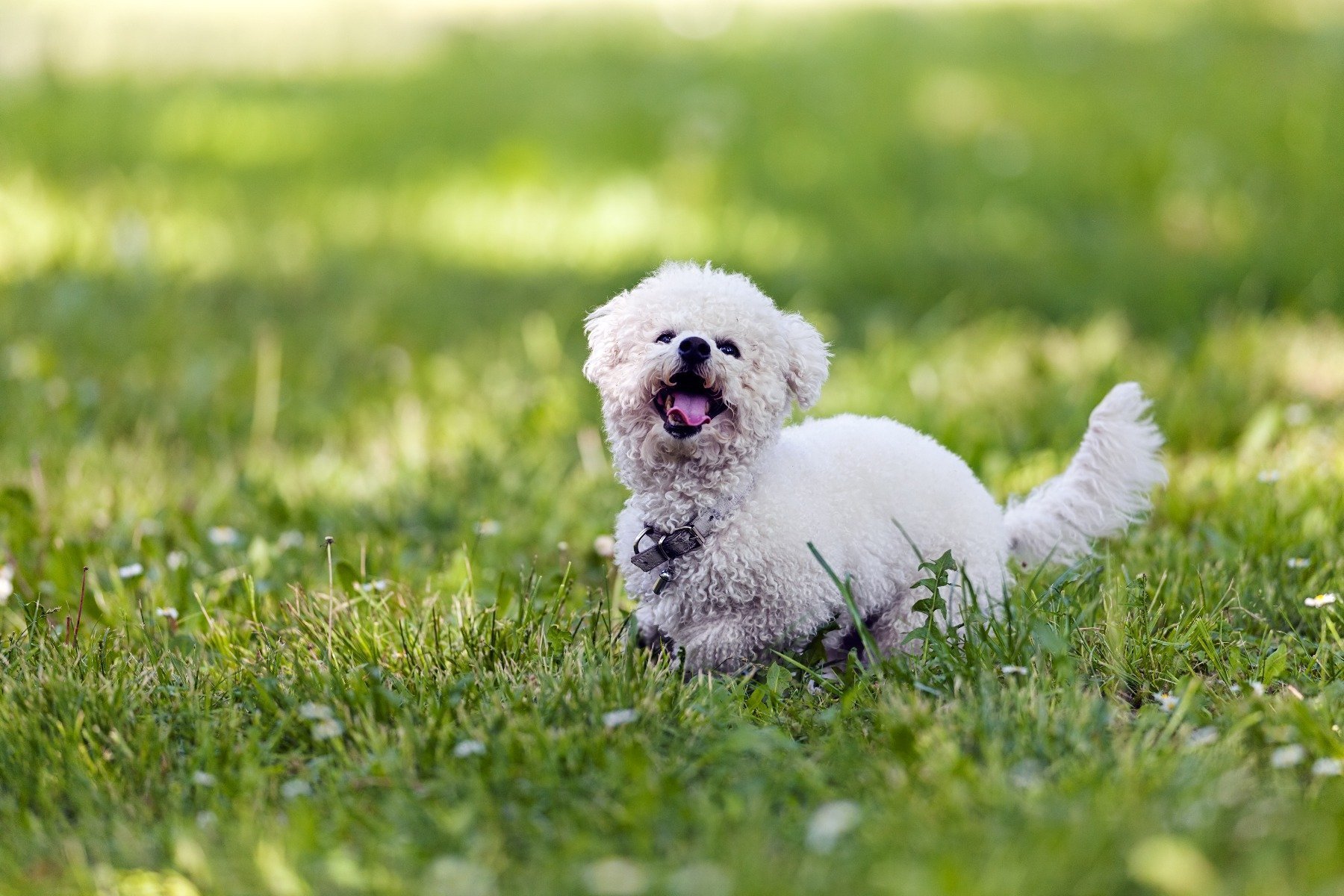 Hunderassen für Allergiker Hypoallergene Hunde